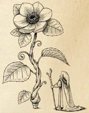 Wizard's Companion Illustration of Quicken Growth