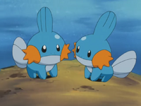 Mudkip in the anime