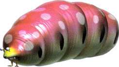 Empress Bulblax.jpg (15 KB) Empress Bulblax