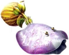 Toady Bloyster.jpg (6 KB) Toady Bloyster