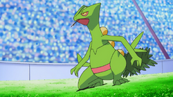 Ash's Sceptile