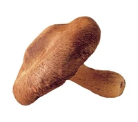 The Goombas are based on shiitake Mushrooms.