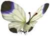 White spectralids