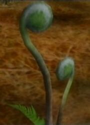 Fiddlehead