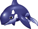 Orco the Killer Whale