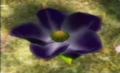 Violet Candypop Bud