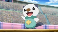 's Oshawott