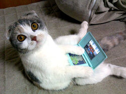 CatslovetheDS2.jpg
