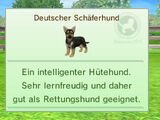 Deutscher Schäferhund