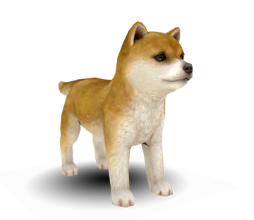 柴犬 | Nintendogs JP Wiki | Fandom