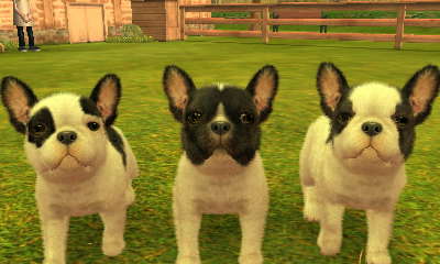 omhyggeligt mareridt forråde French Bulldog | Nintendogs Plus Cats Wiki | Fandom