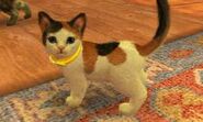 A regular calico cat with a yellow leather collar