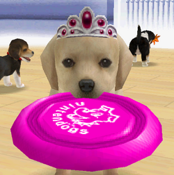 Nintendogs frisbee new arrivals