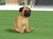 Apricot Fawn Pug in the DS version