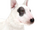 Bull Terrier