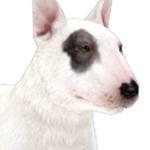 Nintendogs bull terrier discount