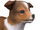 Shetland Sheepdog