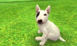 Nintendogs top bull terrier