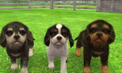 Cavalier King Charles Spaniel Nintendogs Wiki Fandom