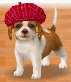 (DS) A Cavalier King Charles Spaniel puppy in the Beret