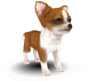 A 3-D model of a red & white Chihuahua found in the game's files.