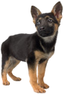 GermanShepherdOfficialArtwork