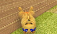 (3DS) A Pomeranian wearing the Blue Polka-Dot Bows.