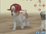 (DS) A Jack Russell Terrier wearing the Fireman's Hat