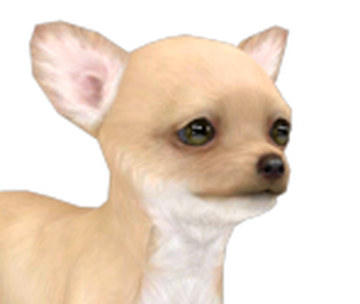 【SOFT THUMBNAIL】 Pippin, Chihuahua Pippin, Chihuahua - SOFT THUMBNAIL | 60% - Asian Fashion