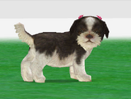 Casey the Shih Tzu