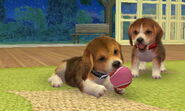 L Johnson's Beagles Him (left) and Her (right)