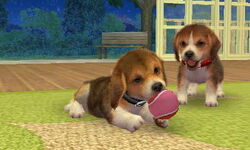 Nintendogs beagle sale