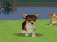 A Tricolor Corgi