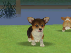 Nintendogs corgi store