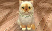 -Nintendogs Cats- Precious1