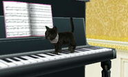 Cat Walking on Keys.