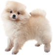 PomeranianOfficialArtwork