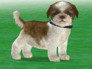 Charlie the Shih Tzu