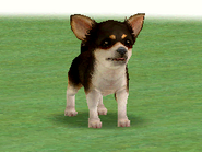 A tricolor Chihuahua (DS)