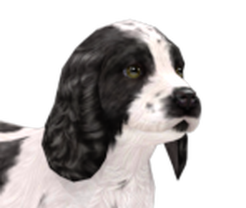 Cocker Spaniel, Dogs and Puppies Wiki