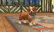 (3DS) A Sheltie wearing the Camo Collar.