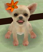 A short haired Chihuahua in the DS version
