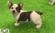 Piebald tricolor corgi (3DS).