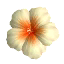 WhiteHibiscusFlowerIcon3DS