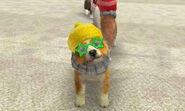 (3DS) A Sheltie wearing the Star Shades