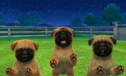 Apricot Pugs in 3DS