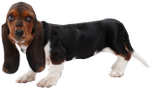 BassetHoundOfficialArtwork