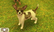 Dark brown piebald with white blaze