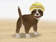 A brown bi-color sheltie wearing a Knit Hat in Nintendogs.