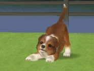 A Sable Shetland Sheepdog